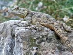 Salamander in Anavatos | Chios - De Griekse Gids - Foto van Doortje van Lieshout