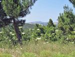 GriechenlandWeb Natuur Avgonima | Chios - GriechenlandWeb.de - Foto Doortje van Lieshout