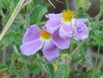 GriechenlandWeb Avgonima | Bloemen Chios - GriechenlandWeb.de - Foto Doortje van Lieshout