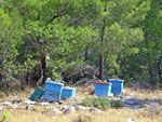 Bijnekorven in het Noorden van Chios - De Griekse Gids - Foto van Doortje van Lieshout