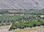 Overal rotsen, in het midden een bos - Eiland Chios - Foto van De Griekse Gids