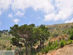 Natuur nabij Volissos foto 2 - Eiland Chios - Foto van De Griekse Gids