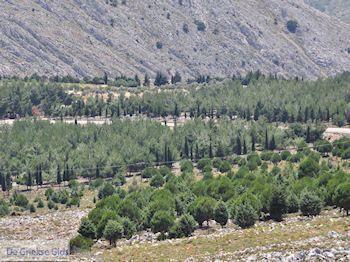 Overal rotsen, in het midden een bos - Eiland Chios - Foto van https://www.grieksegids.nl/fotos/eilandchios/350pixels/eiland-chios-foto-055.jpg