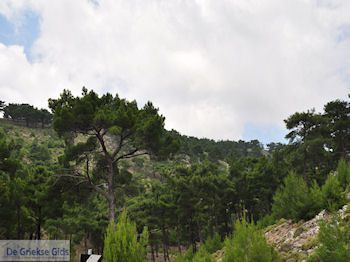 Bossen op Chios - Eiland Chios - Foto van https://www.grieksegids.nl/fotos/eilandchios/350pixels/eiland-chios-foto-059.jpg