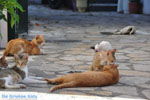 Benitses | Corfu | Griekenland 16 - Foto van De Griekse Gids