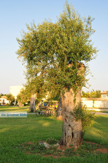 Moraitika | Corfu | Griekenland 10 - Foto van https://www.grieksegids.nl/fotos/eilandcorfu/corfu/corfu-mid/corfu-grieksegids-0010.jpg