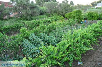 Moraitika | Corfu | Griekenland 15 - Foto van https://www.grieksegids.nl/fotos/eilandcorfu/corfu/corfu-mid/corfu-grieksegids-0015.jpg