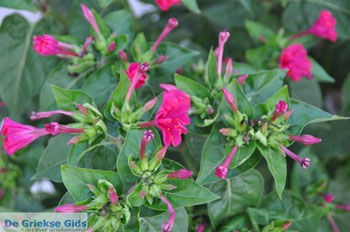 Moraitika | Corfu | Griekenland 17 - Foto van https://www.grieksegids.nl/fotos/eilandcorfu/corfu/corfu-mid/corfu-grieksegids-0017.jpg