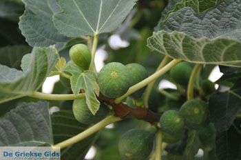 Moraitika | Corfu | Griekenland 19 - Foto van https://www.grieksegids.nl/fotos/eilandcorfu/corfu/corfu-mid/corfu-grieksegids-0019.jpg