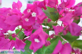 Agios Gordis (Gordios) | Corfu | Griekenland 11 - Foto van https://www.grieksegids.nl/fotos/eilandcorfu/corfu/corfu-mid/corfu-grieksegids-0109.jpg