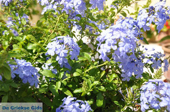 Paleokastritsa (Palaiokastritsa) | Corfu | Griekenland 34 - Foto van https://www.grieksegids.nl/fotos/eilandcorfu/corfu/corfu-mid/corfu-grieksegids-0172.jpg