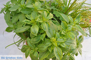 Paleokastritsa (Palaiokastritsa) | Corfu | Griekenland 35 - Foto van https://www.grieksegids.nl/fotos/eilandcorfu/corfu/corfu-mid/corfu-grieksegids-0173.jpg