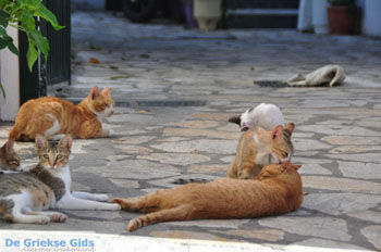 Benitses | Corfu | Griekenland 16 - Foto van https://www.grieksegids.nl/fotos/eilandcorfu/corfu/corfu-mid/corfu-grieksegids-0309.jpg