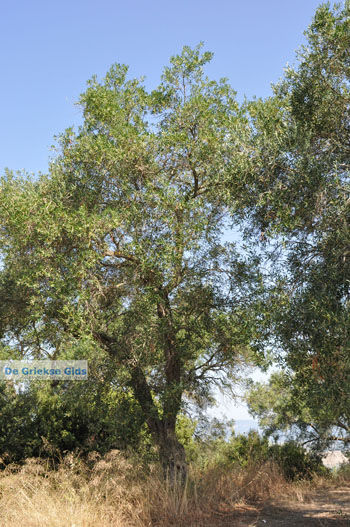 Pelekas Keizers' troon | Corfu | Griekenland 18 - Foto van https://www.grieksegids.nl/fotos/eilandcorfu/corfu/corfu-mid/corfu-grieksegids-0683.jpg