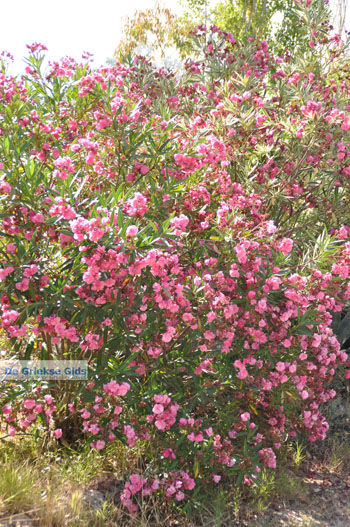 Pelekas Keizers' troon | Corfu | Griekenland 19 - Foto van https://www.grieksegids.nl/fotos/eilandcorfu/corfu/corfu-mid/corfu-grieksegids-0684.jpg