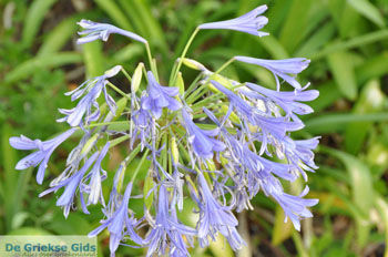 Mon Repos Paleis | Corfu | Griekenland 8 - Foto van https://www.grieksegids.nl/fotos/eilandcorfu/corfu/corfu-mid/corfu-grieksegids-0749.jpg