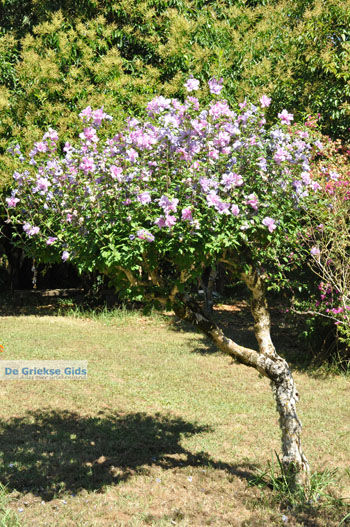 Mon Repos Paleis | Corfu | Griekenland 15 - Foto van https://www.grieksegids.nl/fotos/eilandcorfu/corfu/corfu-mid/corfu-grieksegids-0756.jpg