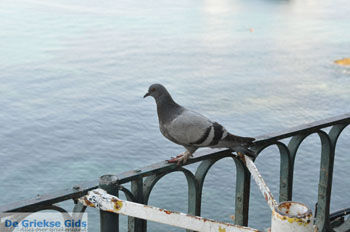 Corfu stad | Corfu | Griekenland 125 - Foto van https://www.grieksegids.nl/fotos/eilandcorfu/corfu/corfu-mid/corfu-grieksegids-1026.jpg
