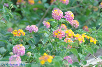 Bloemen Moraitika | Corfu | Griekenland 3 - Foto van https://www.grieksegids.nl/fotos/eilandcorfu/corfu/corfu-mid/corfu-grieksegids-1131.jpg