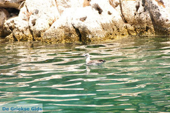 Gaios | Eiland Paxos (Paxi) bij Corfu | De Griekse Gids | Foto 010 - Foto van https://www.grieksegids.nl/fotos/eilandcorfu/paxi-antipaxi/350pix/paxi-antipaxi-110.jpg