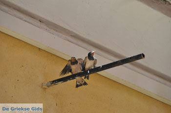 Gaios | Eiland Paxos (Paxi) bij Corfu | De Griekse Gids | Foto 040 - Foto van https://www.grieksegids.nl/fotos/eilandcorfu/paxi-antipaxi/350pix/paxi-antipaxi-140.jpg