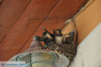 Gaios | Eiland Paxos (Paxi) bij Corfu | De Griekse Gids | Foto 041 - Foto van https://www.grieksegids.nl/fotos/eilandcorfu/paxi-antipaxi/350pix/paxi-antipaxi-141.jpg