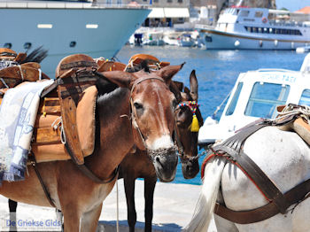 Eiland Hydra Griechenland - GriechenlandWeb.de Foto 75 - Foto GriechenlandWeb.de