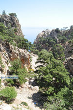 Natuur in het oosten van Karpathos | De Griekse Gids foto 011 - Foto van De Griekse Gids