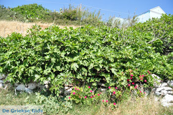 Arkasa (Arkassa) | Eiland Karpathos | De Griekse Gids 003 - Foto van https://www.grieksegids.nl/fotos/eilandkarpathos/karpathos-mid/eiland-karpathos-070.jpg
