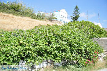 Arkasa (Arkassa) | Eiland Karpathos | De Griekse Gids 004 - Foto van https://www.grieksegids.nl/fotos/eilandkarpathos/karpathos-mid/eiland-karpathos-071.jpg
