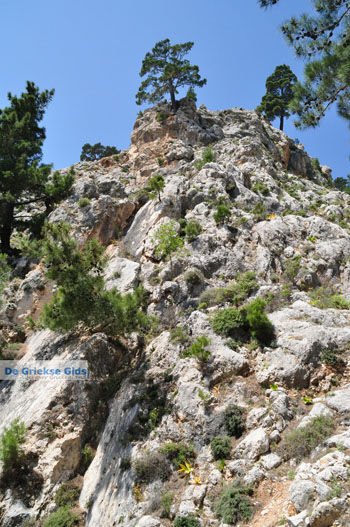 Natuur in het oosten van Karpathos | De Griekse Gids foto 010 - Foto van https://www.grieksegids.nl/fotos/eilandkarpathos/karpathos-mid/eiland-karpathos-180.jpg
