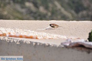 Olympos | Eiland Karpathos | De Griekse Gids foto 086 - Foto van https://www.grieksegids.nl/fotos/eilandkarpathos/karpathos-mid/eiland-karpathos-476.jpg
