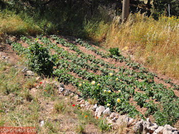 Tuin in dorpje Dilinata - Kefalonia - Foto 36 - Foto van https://www.grieksegids.nl/fotos/eilandkefalonia/Eiland-Kefalonia-036-mid.jpg