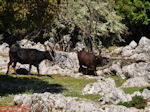 Schitterend landschap - Kefalonia - Foto 49 - Foto van De Griekse Gids