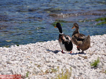 Karavomilos bij Sami - Kefalonia - Foto 221 - Foto van https://www.grieksegids.nl/fotos/eilandkefalonia/Eiland-Kefalonia-221-mid.jpg
