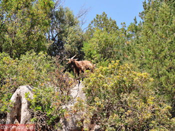 Antisamos - Antisami - Kefalonia - Foto 243 - Foto van https://www.grieksegids.nl/fotos/eilandkefalonia/Eiland-Kefalonia-243-mid.jpg