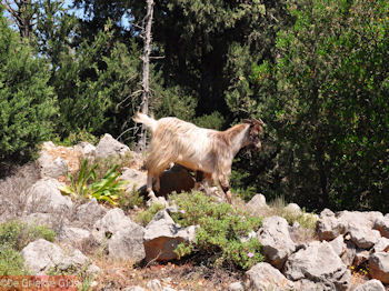 Antisamos - Antisami - Kefalonia - Foto 246 - Foto van https://www.grieksegids.nl/fotos/eilandkefalonia/Eiland-Kefalonia-246-mid.jpg