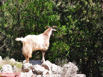 Antisamos - Antisami - Kefalonia - Foto 247 - Foto van https://www.grieksegids.nl/fotos/eilandkefalonia/Eiland-Kefalonia-247-mid.jpg