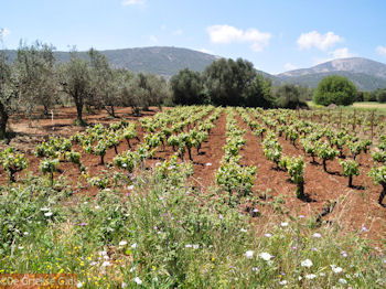 Robola wijnstreek - Kefalonia - Foto 263 - Foto van https://www.grieksegids.nl/fotos/eilandkefalonia/Eiland-Kefalonia-263-mid.jpg