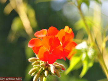 Bloemen in Lassi - Kefalonia - Foto 310 - Foto van https://www.grieksegids.nl/fotos/eilandkefalonia/Eiland-Kefalonia-310-mid.jpg