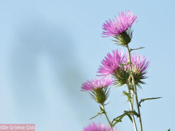 Bloemen in Lassi - Kefalonia - Foto 311 - Foto van https://www.grieksegids.nl/fotos/eilandkefalonia/Eiland-Kefalonia-311-mid.jpg