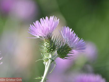 Bloemen in Lassi - Kefalonia - Foto 312 - Foto van https://www.grieksegids.nl/fotos/eilandkefalonia/Eiland-Kefalonia-312-mid.jpg