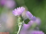 Bloemen in Lassi - Kefalonia - Foto 312 - Foto van De Griekse Gids