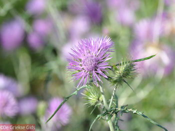 Bloemen in Lassi - Kefalonia - Foto 313 - Foto van https://www.grieksegids.nl/fotos/eilandkefalonia/Eiland-Kefalonia-313-mid.jpg