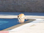 Poesje drinkt water uit zwembad - Mediterranee Hotel - Kefalonia - Foto 314 - Foto van De Griekse Gids