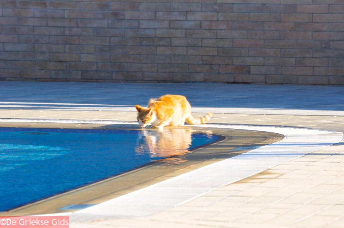 foto Poesje drinkt water uit zwembad - Mediterranee Hotel - Kefalonia - Foto 314