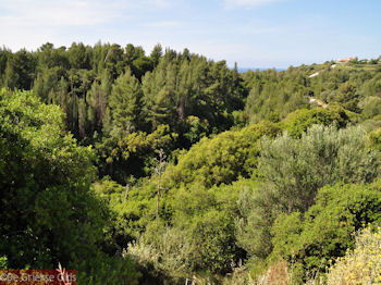 Trapezaki - Kefalonia - Foto 347 - Foto van https://www.grieksegids.nl/fotos/eilandkefalonia/Eiland-Kefalonia-347-mid.jpg