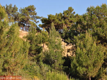Dennebomen Lassi - Kefalonia - Foto 504 - Foto van https://www.grieksegids.nl/fotos/eilandkefalonia/Eiland-Kefalonia-504-mid.jpg