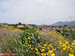 Bij Lixouri op het schiereiland Paliki - Kefalonia - Foto 536 - Foto van De Griekse Gids