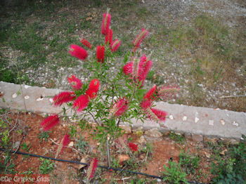 Lassi - Kefalonia - Foto 560 - Foto van https://www.grieksegids.nl/fotos/eilandkefalonia/Eiland-Kefalonia-560-mid.jpg